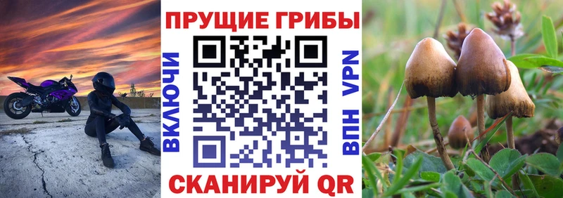 Галлюциногенные грибы Psilocybine cubensis Полярный